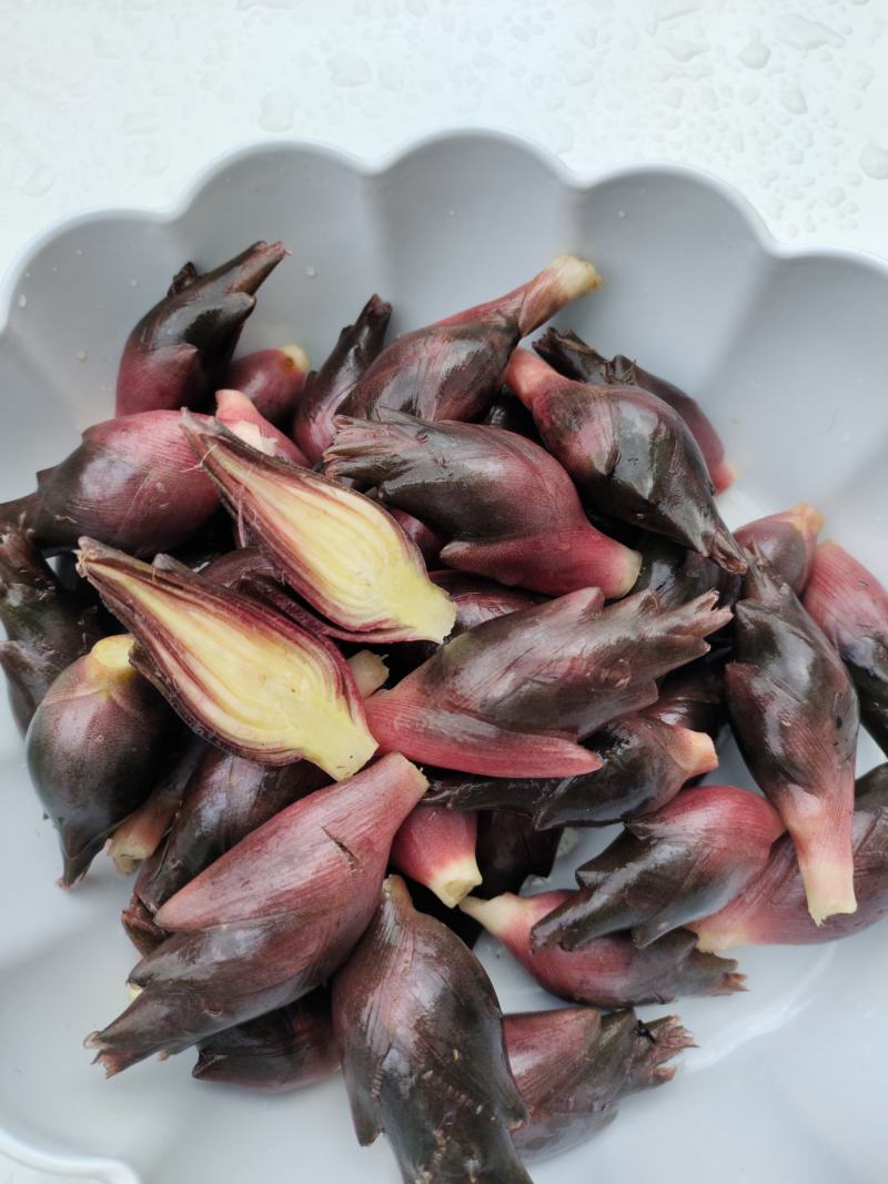 恩施富硒洋河阳菏洋河姜种苗茎块种苗阳菏种苗茎块种苗