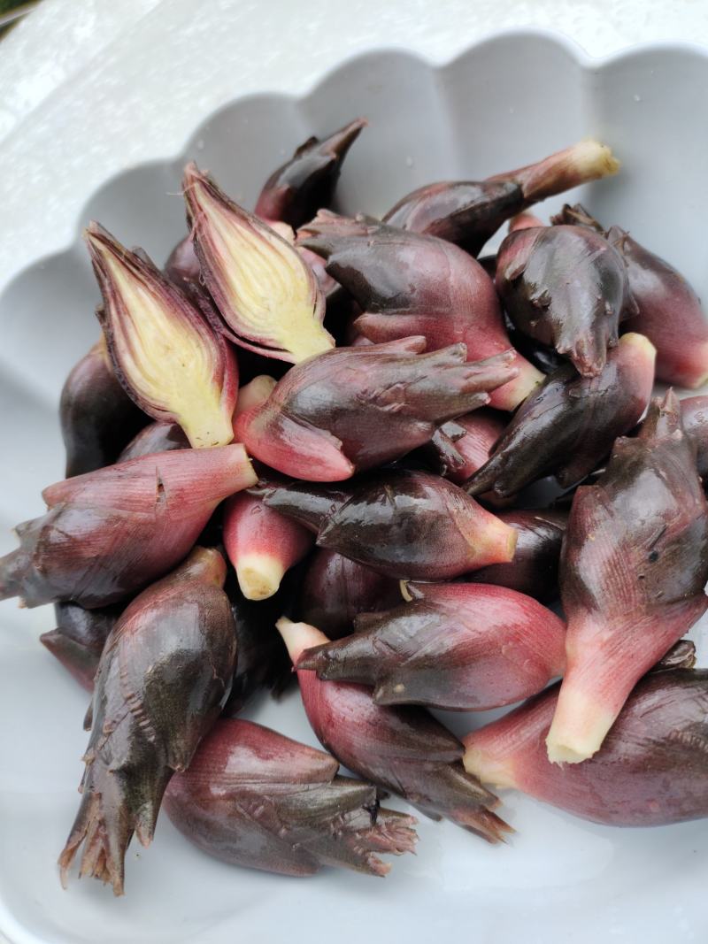 恩施富硒洋河阳菏洋河姜种苗茎块种苗阳菏种苗茎块种苗