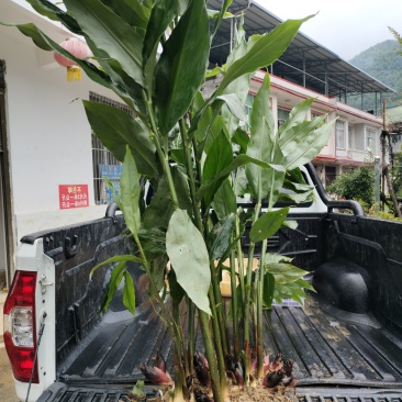 恩施富硒洋河阳菏洋河姜种苗茎块种苗阳菏种苗茎块种苗