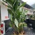 恩施富硒洋河阳菏洋河姜种苗茎块种苗阳菏种苗茎块种苗