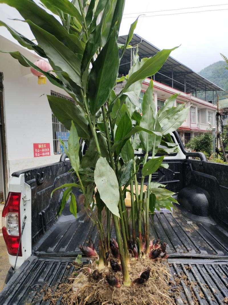 恩施富硒洋河阳菏洋河姜种苗茎块种苗阳菏种苗茎块种苗