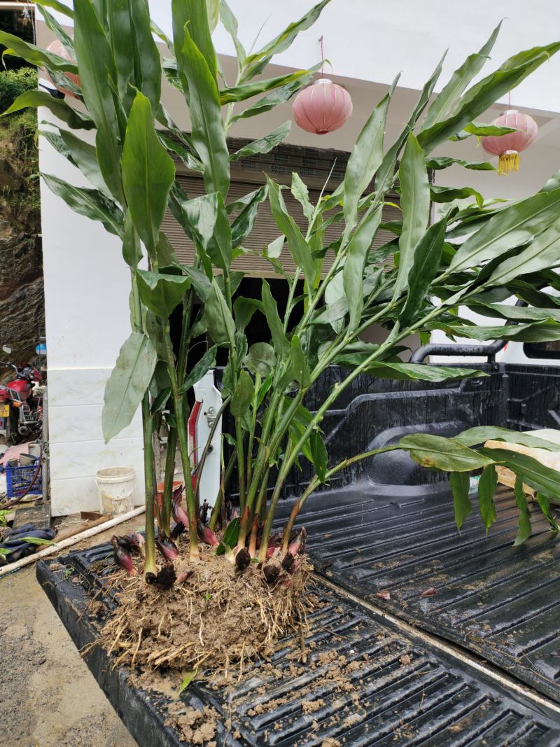 恩施富硒洋河阳菏洋河姜种苗茎块种苗阳菏种苗茎块种苗