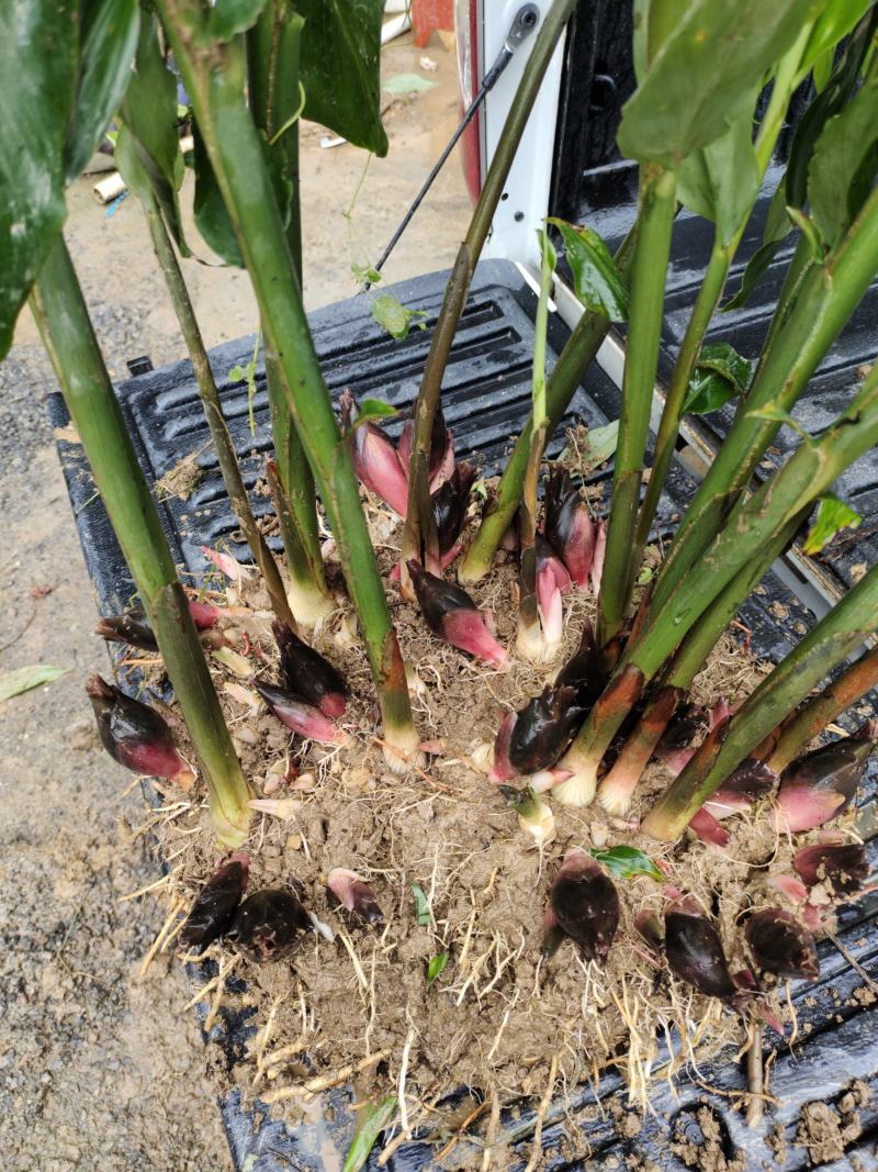恩施富硒洋河阳菏洋河姜种苗茎块种苗阳菏种苗茎块种苗