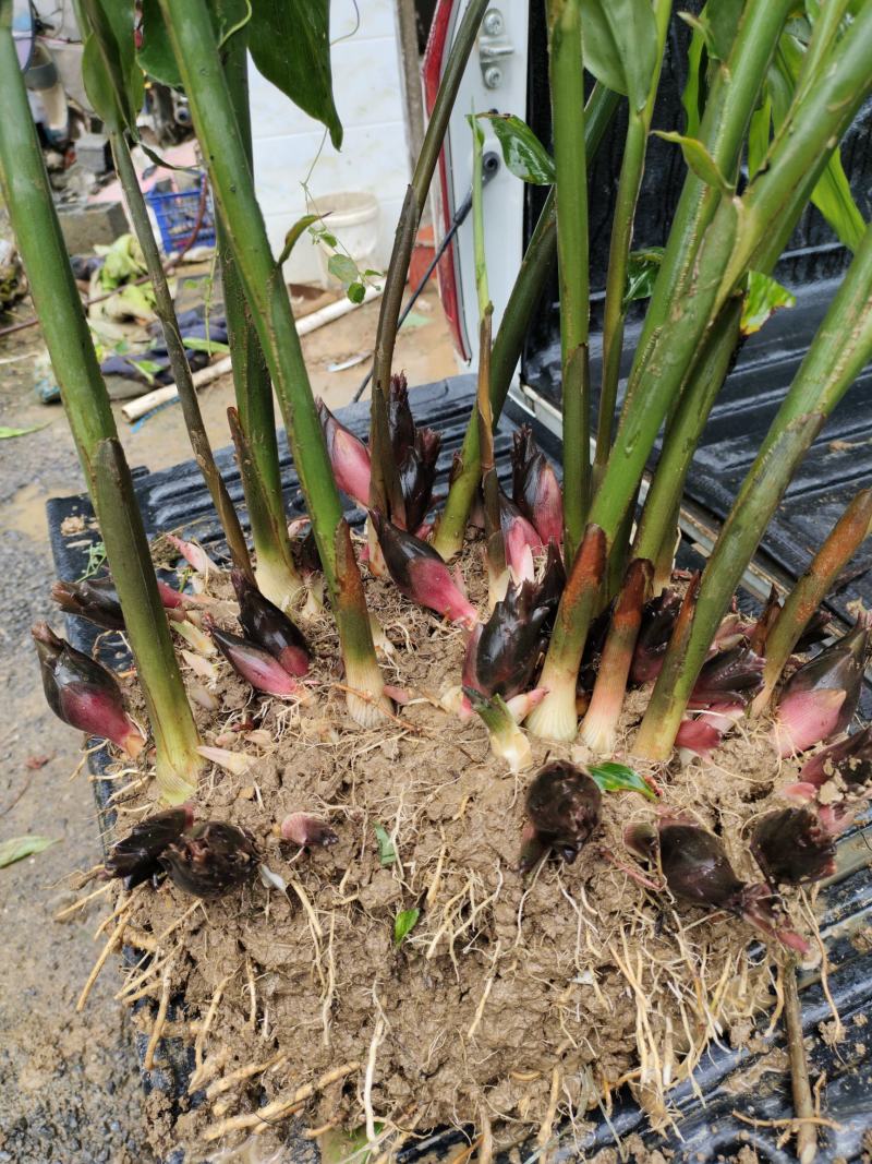 恩施富硒洋河阳菏洋河姜种苗茎块种苗阳菏种苗茎块种苗