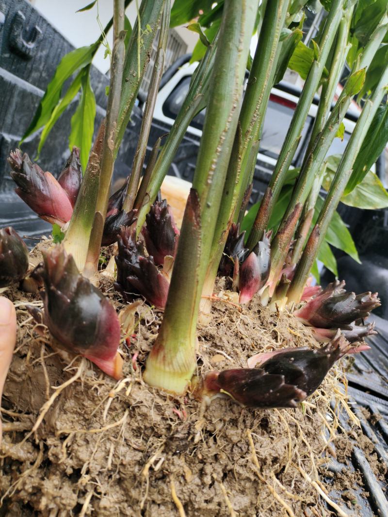 恩施富硒洋河阳菏洋河姜种苗茎块种苗阳菏种苗茎块种苗