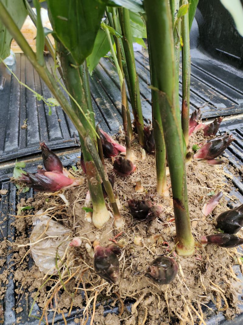恩施富硒洋河阳菏洋河姜种苗茎块种苗阳菏种苗茎块种苗