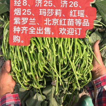 红薯苗