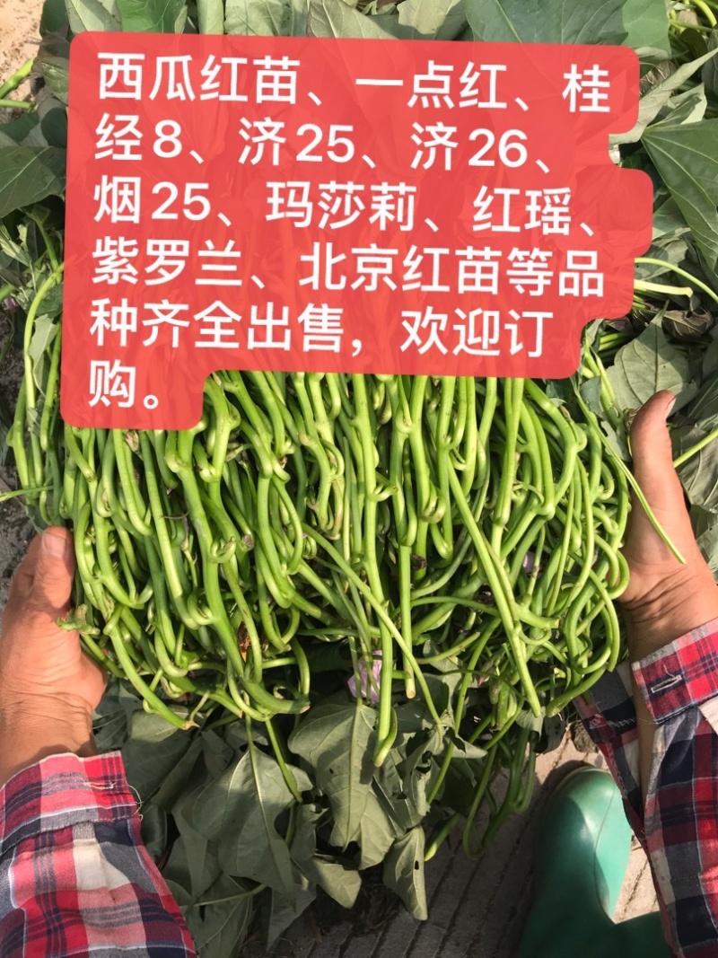 红薯苗