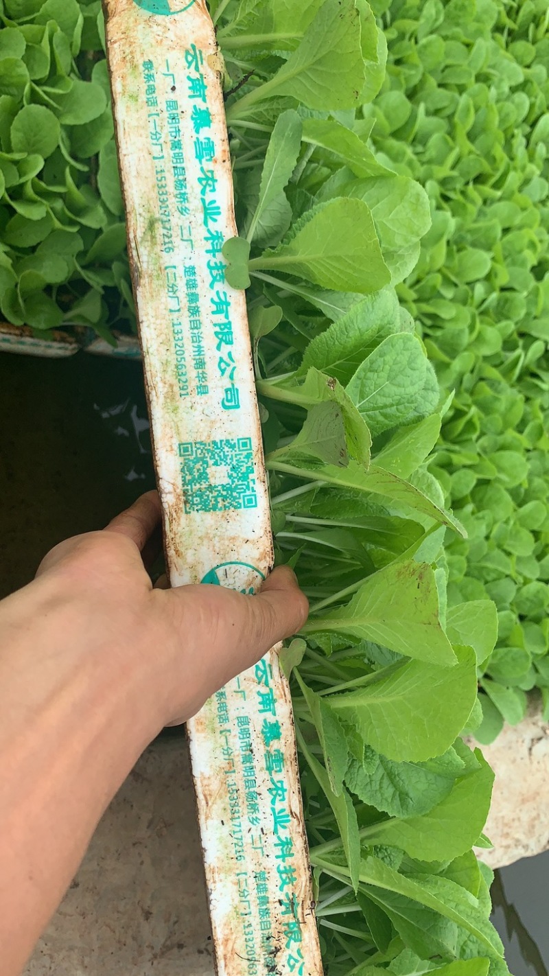 出售优质娃娃菜种苗！