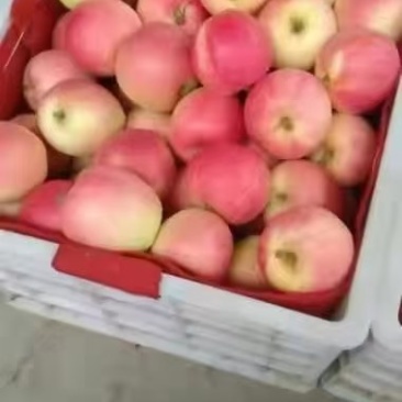 嘎拉萍果