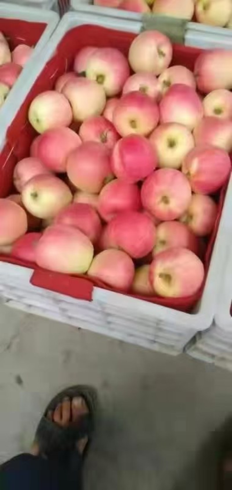 嘎拉萍果
