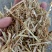 优质谷草，牛羊好牧草，干净无杂，常年有货，保质保量保吨位