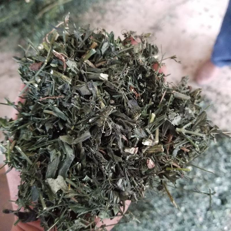穿心莲