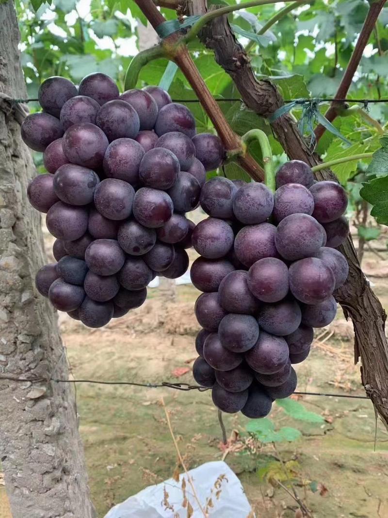晋州夏黑葡萄