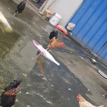 你好，纯正贫困山区土鸡