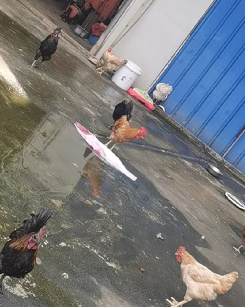 你好，纯正贫困山区土鸡