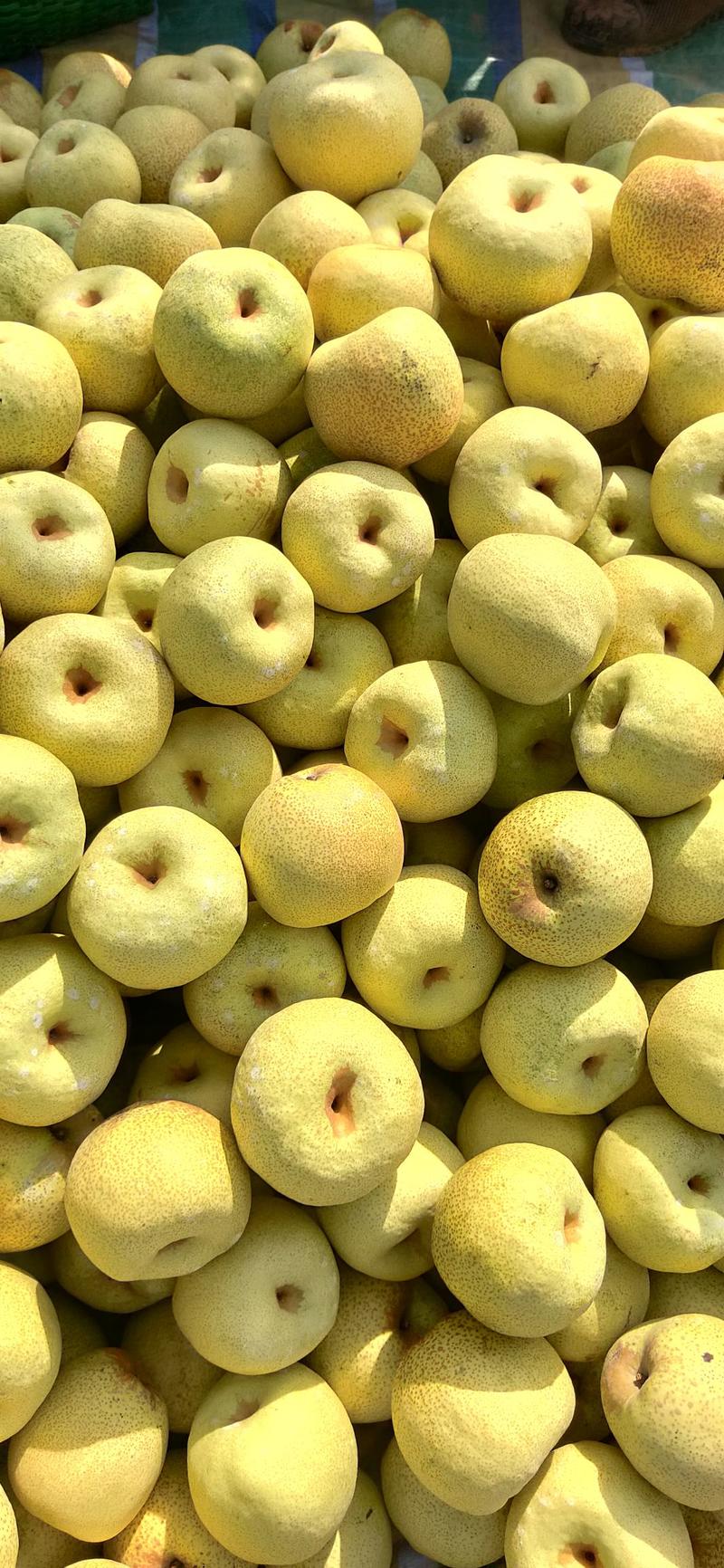 《精选》砀山酥梨砀山梨产地直采直发全国各地发货