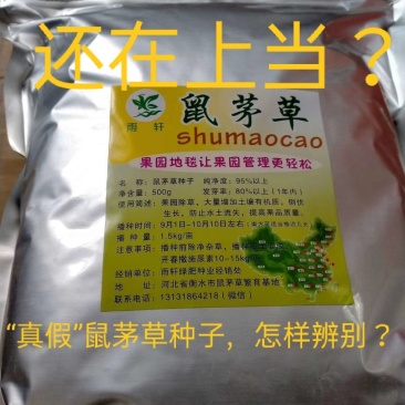 鼠茅草种子，鼠茅草，鼠茅草籽