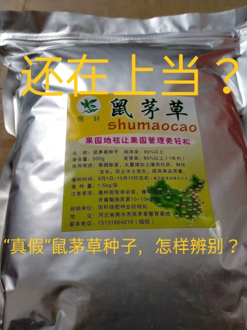 鼠茅草种子，鼠茅草，鼠茅草籽