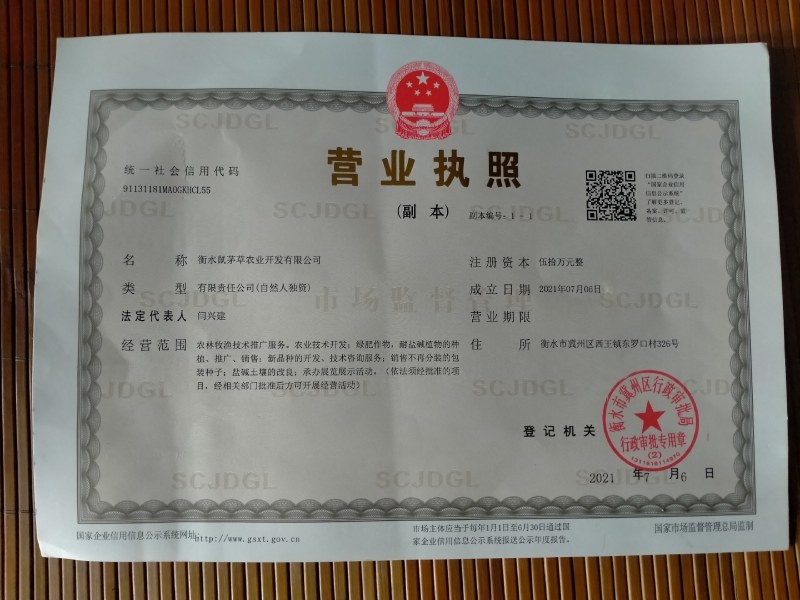 鼠茅草种子，鼠茅草，鼠茅草籽