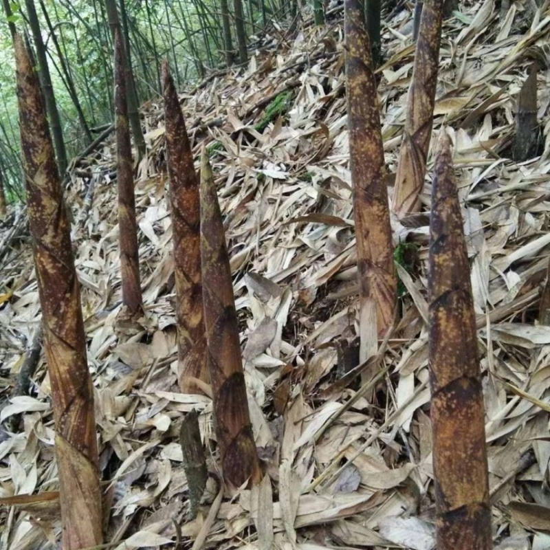 桐梓新鲜带壳去壳方竹笋