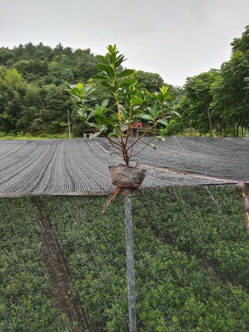 农户直供精品中药材黄金条金银花大量出售