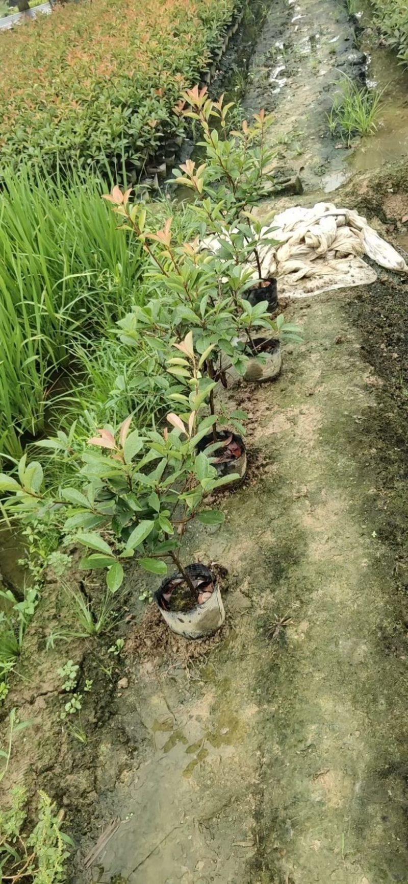 农户直供精品中药材黄金条金银花大量出售