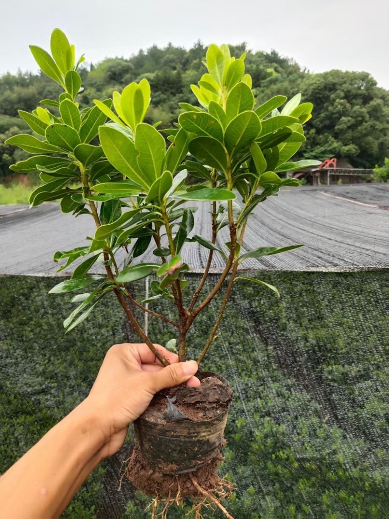 农户直供精品中药材黄金条金银花大量出售