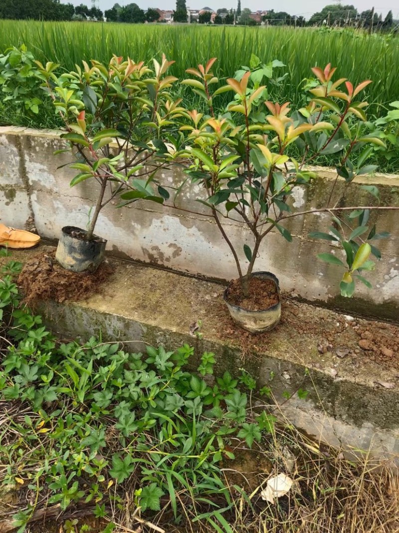 农户直供精品中药材黄金条金银花大量出售