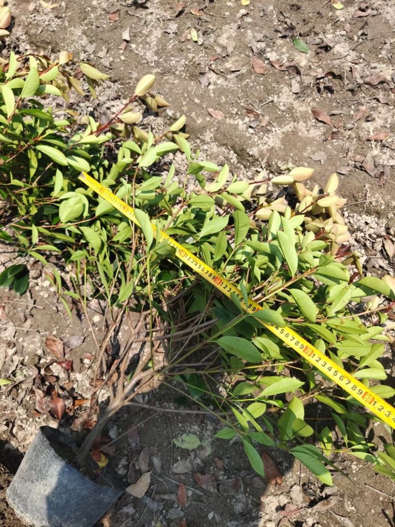 农户直供精品中药材黄金条金银花大量出售