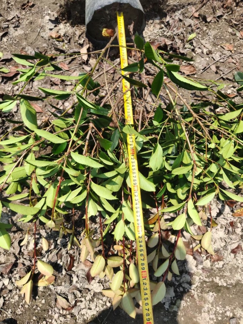 农户直供精品中药材黄金条金银花大量出售
