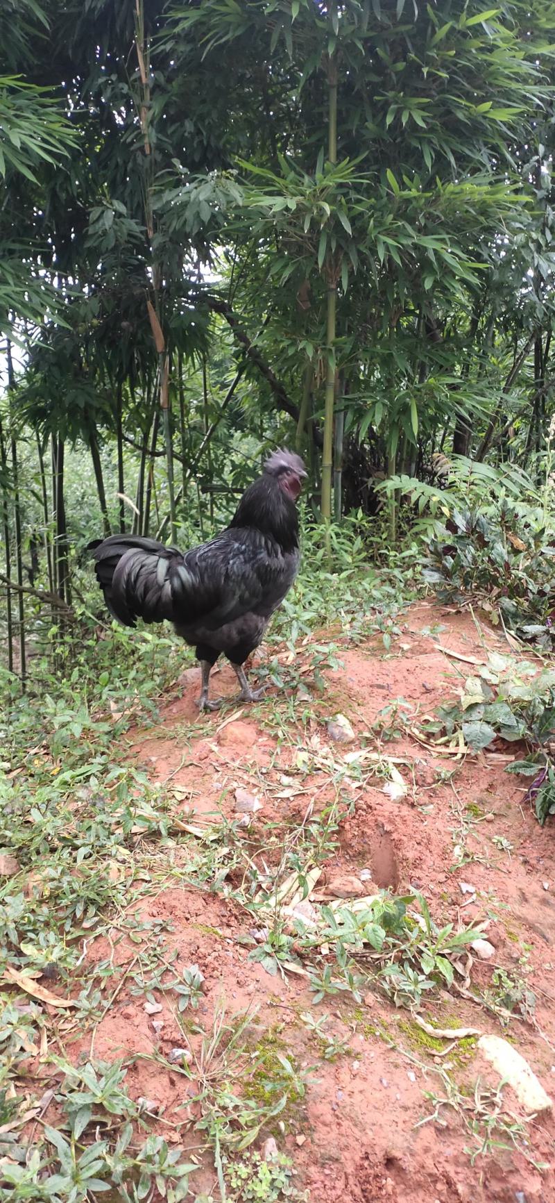自己林下养殖散养散放养殖自然环境好，肉质鲜美
