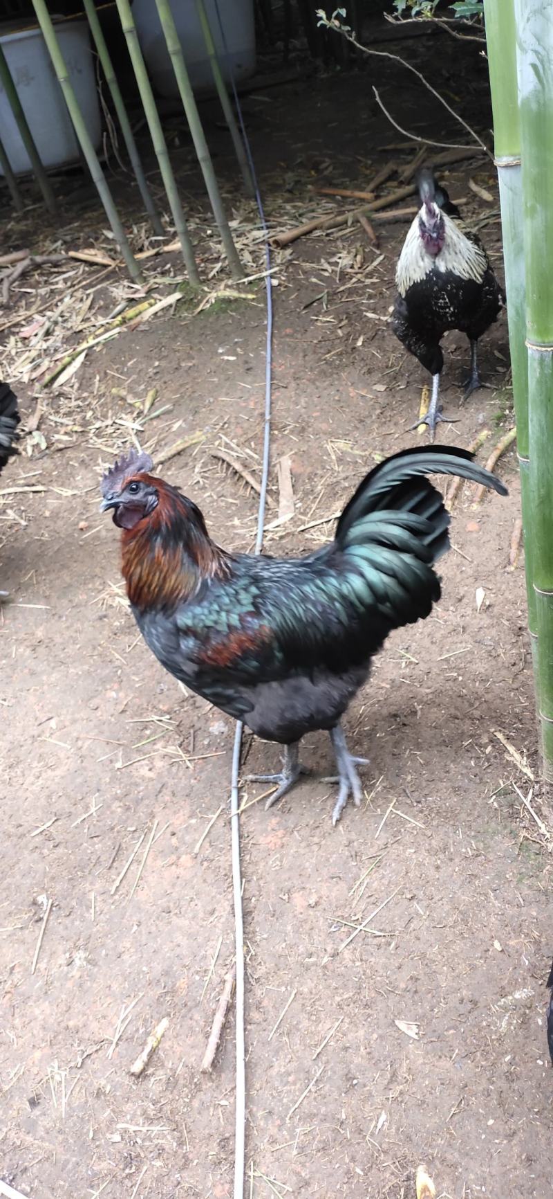 自己林下养殖散养散放养殖自然环境好，肉质鲜美