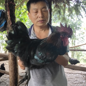 自己林下养殖散养散放养殖自然环境好，肉质鲜美