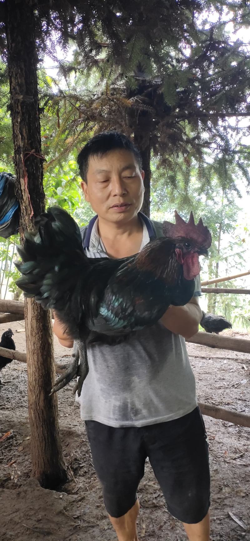 自己林下养殖散养散放养殖自然环境好，肉质鲜美