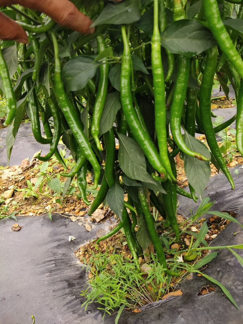 硬皮3号线椒一手货源