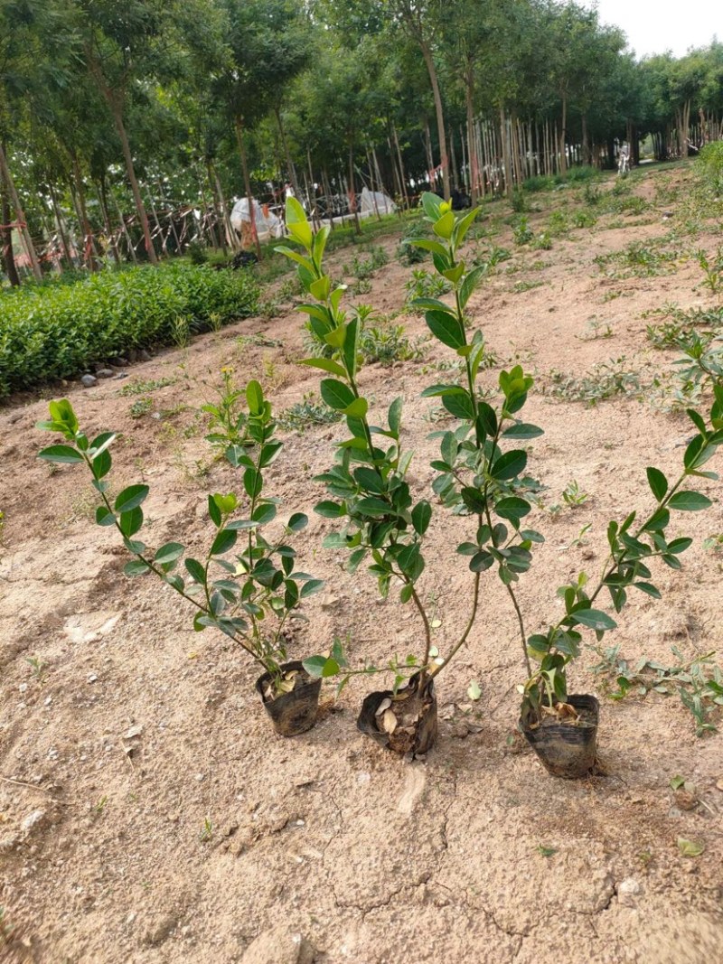 大量供应各种规格杯苗小叶黄杨大叶黄杨卫矛