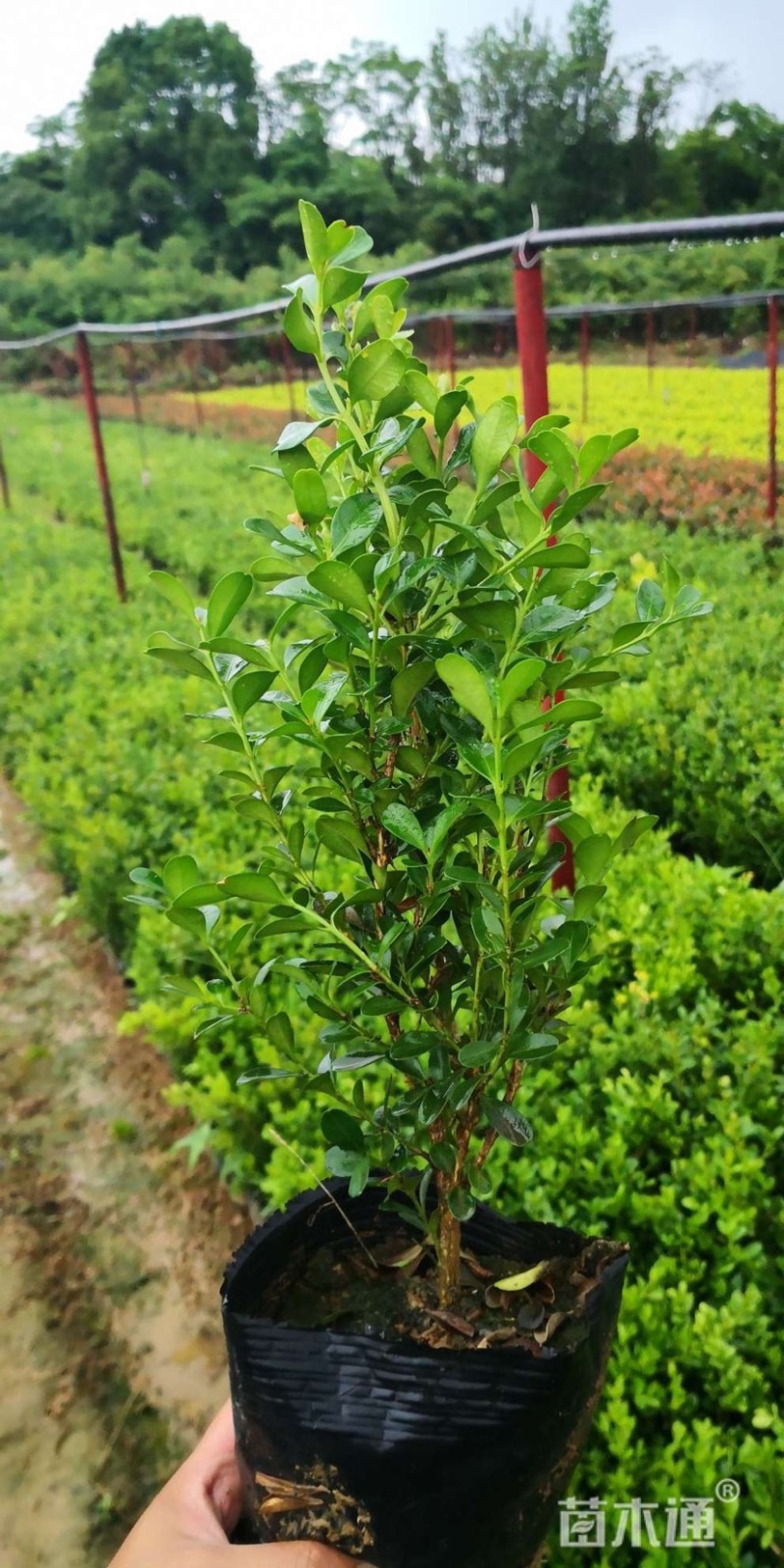 大量供应各种规格杯苗小叶黄杨大叶黄杨卫矛