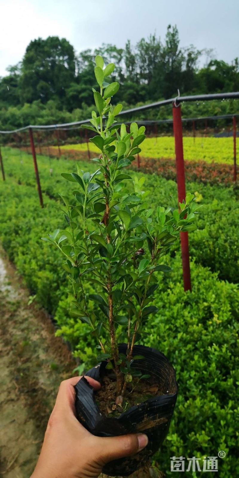 大量供应各种规格杯苗小叶黄杨大叶黄杨卫矛