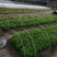 菜棚保温棚花棚拱玻纤杆农用小拱棚支架拱杆骨架玻璃钢弹力棒