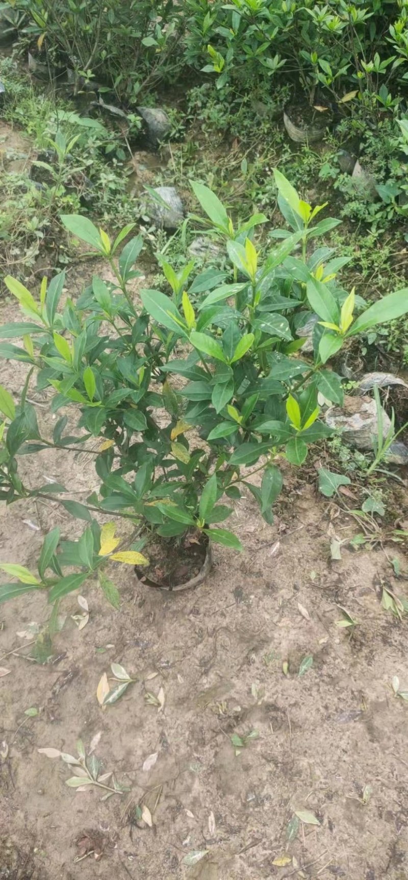 栀子花大小中叶栀子花杯苗规格齐全大量供应质量保证