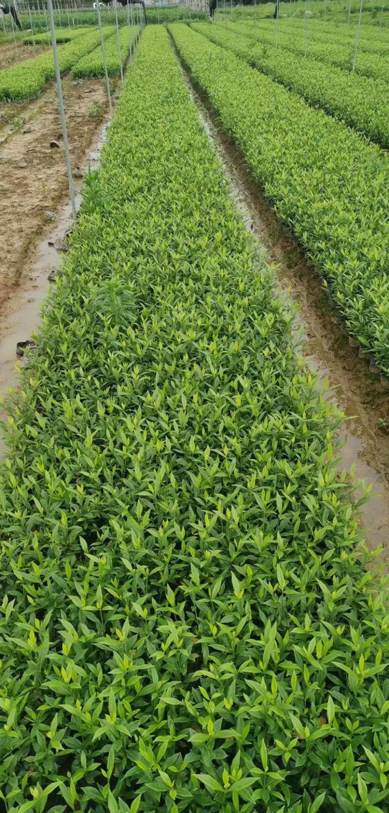 栀子花大小中叶栀子花杯苗规格齐全大量供应质量保证