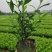 栀子花大小中叶栀子花杯苗规格齐全大量供应质量保证