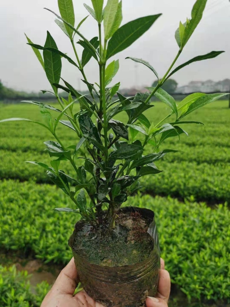 栀子花大小中叶栀子花杯苗规格齐全大量供应质量保证