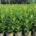 栀子花大小中叶栀子花杯苗规格齐全大量供应质量保证