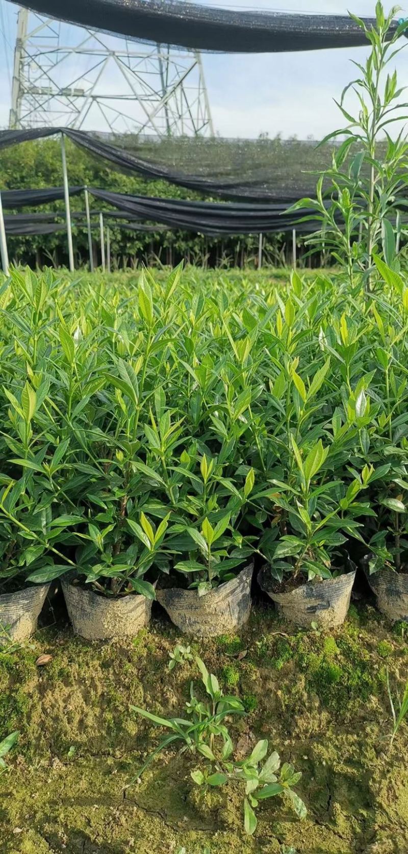 栀子花大小中叶栀子花杯苗规格齐全大量供应质量保证