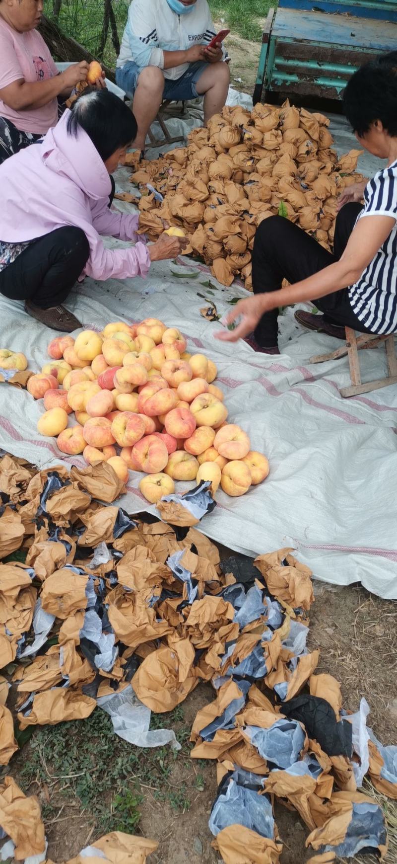 大量蟠桃上市，外观美，口感好价格低，欢迎各位老板选购