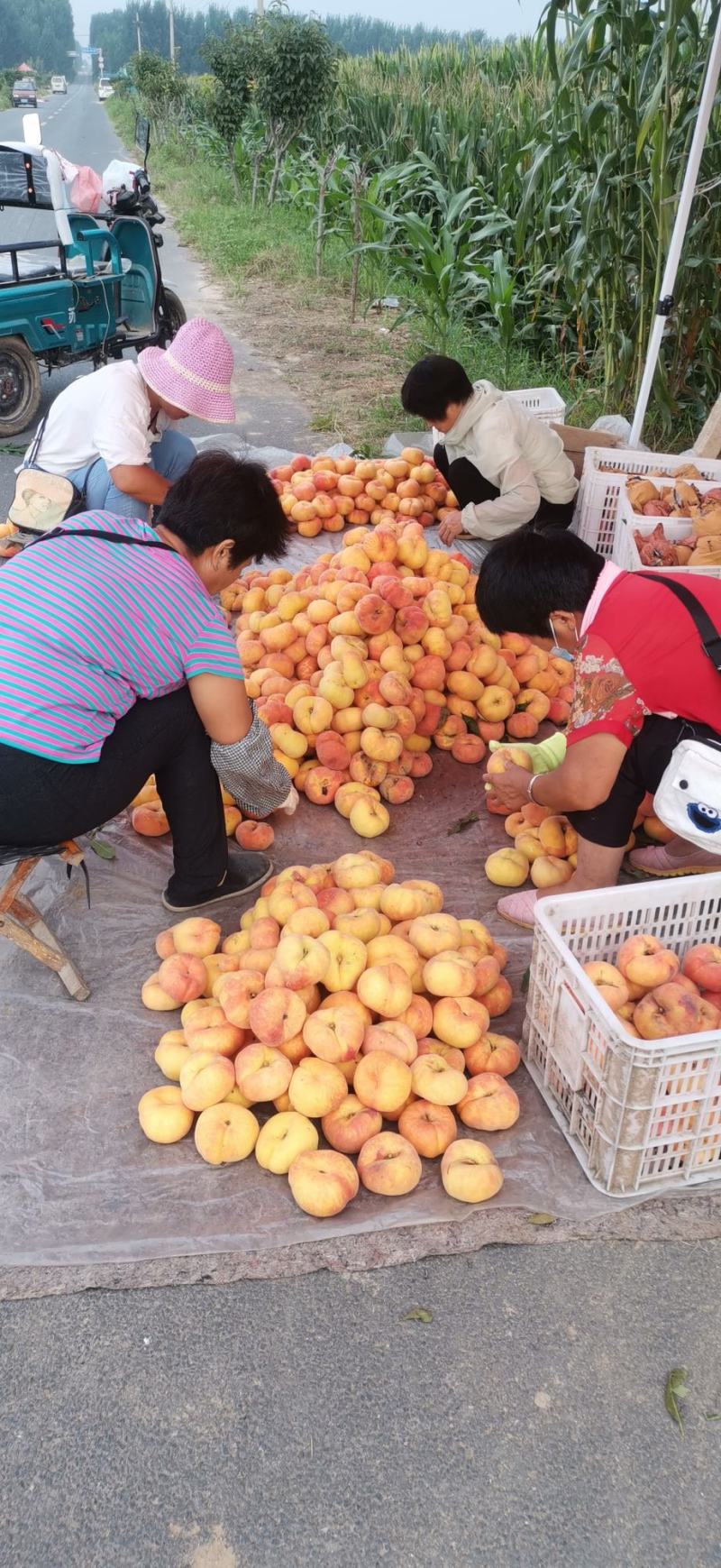 大量蟠桃上市，外观美，口感好价格低，欢迎各位老板选购