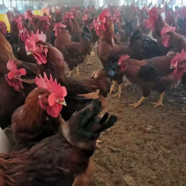肉鸡380大公鸡玉米喂养，肉质鲜美，预售中量大的优先。