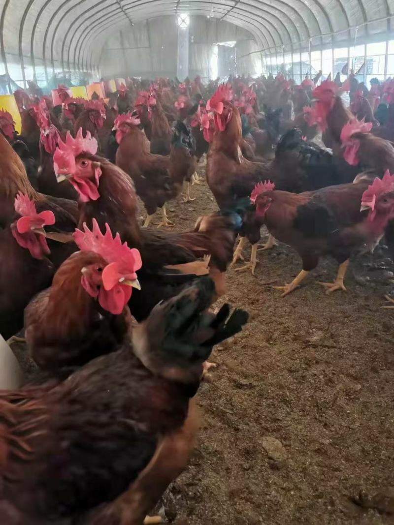 肉鸡380大公鸡玉米喂养，肉质鲜美，预售中量大的优先。